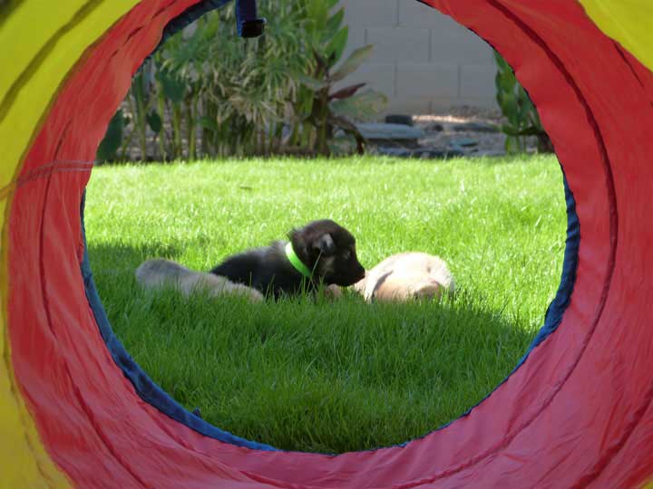 chinook dog